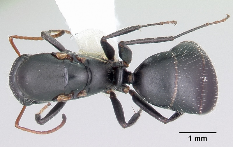 File:Camponotus mina casent0104759 dorsal 1.jpg