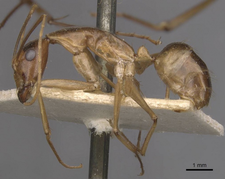 File:Camponotus simulator casent0910099 p 1 high.jpg