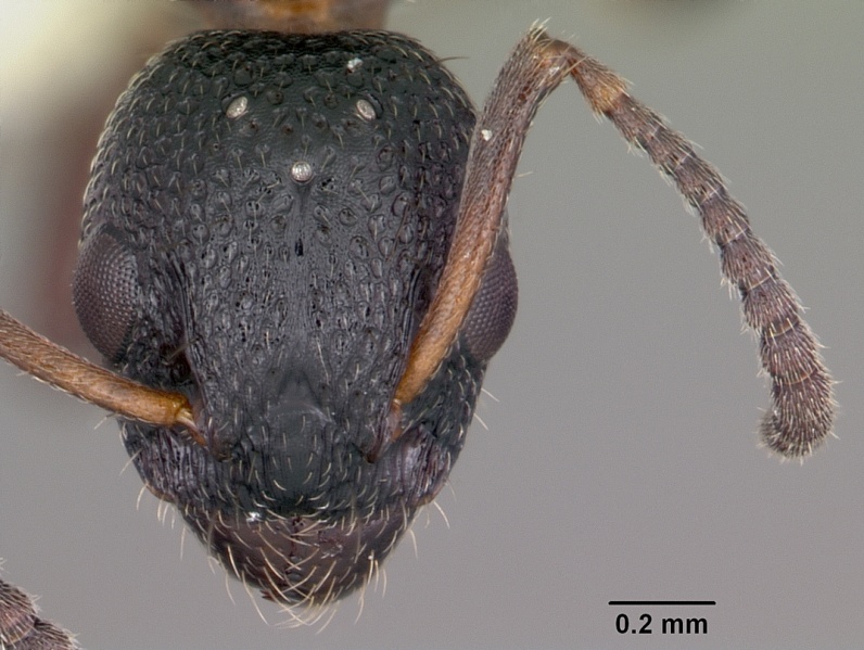 File:Dolichoderus plagiatus casent0104780 head 1.jpg