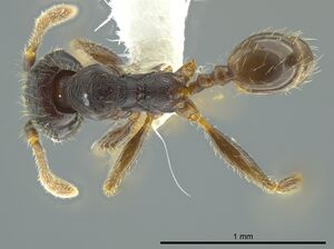 Pheidole colobopsis casent0619698 d 1 high.jpg