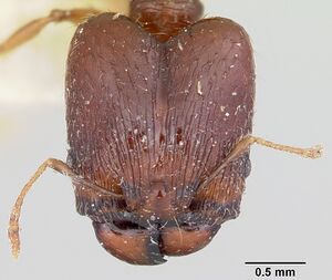 Pheidole ensifera casent0101780 head 1.jpg