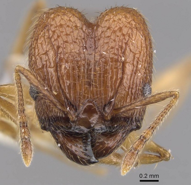 File:Pheidole laevithorax casent0905869 h 1 high.jpg