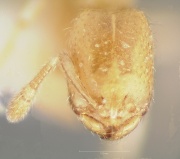 Solenopsis salina casent0005937 head 1.jpg