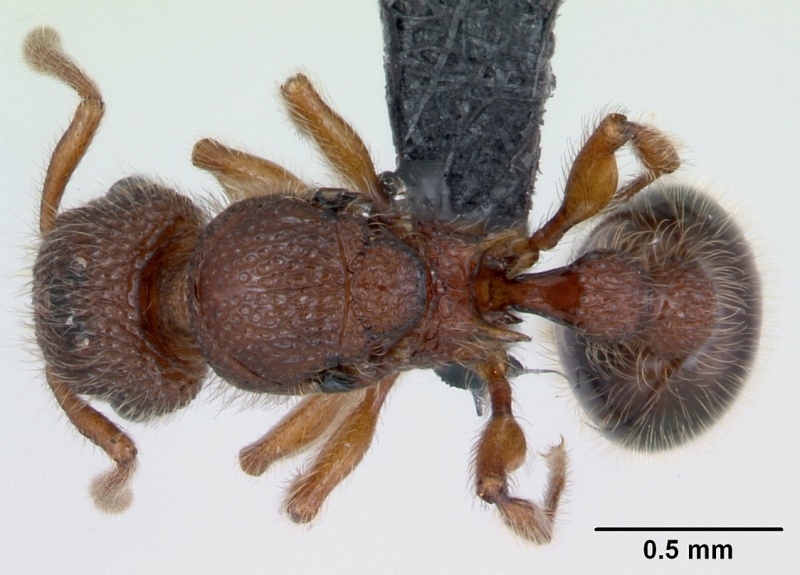 File:Tetramorium lanuginosum casent0103336 dorsal 1.jpg