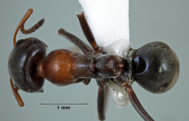 File:Iridomyrmex viridigaster ANIC32-000049 top 32-Antwiki.jpg