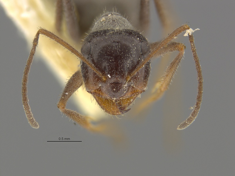 File:MCZ-ENT00028107 Myrmecocystus hammettensis hef.jpg