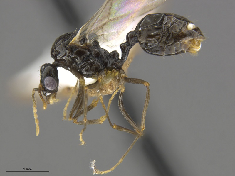 File:Mcz-ent00668801 Aphaenogaster occidentalis male hal.jpg