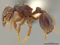 Octostruma excertirugis P casent0629828.jpg