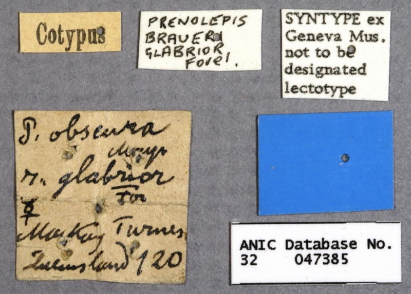 File:Prenolepis braueri glabrior syntype ANIC32-047385 labels-Antwiki.jpg