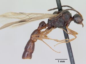 Sphinctomyrmex furcatus casent0173057 profile 2.jpg