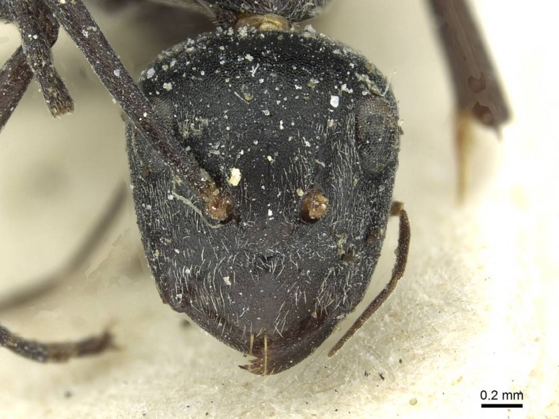 File:Camponotus florius casent0911652 h 1 high.jpg