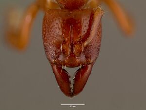 Centromyrmex feae sam-hym-c007974b head 1.jpg