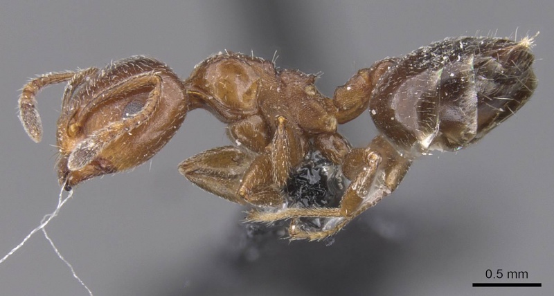 File:Crematogaster phoenica casent0912711 p 1 high.jpg