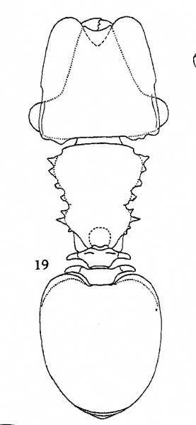 File:Kempf 1960f-26 Cephalotes-frigidus.jpg