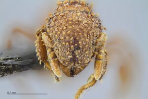 MCZ ENT Calyptomyrmex-MOZ-sp1 hef 6.jpg