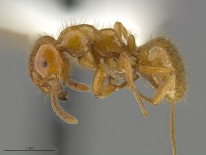 Mcz-ent00520064-Lasius-latipes-hal.jpg