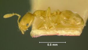 Monomorium-orientaleL8.jpg