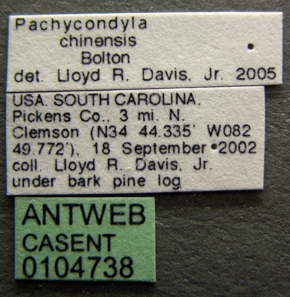 File:Pachycondyla chinensis casent0104738 label 1.jpg