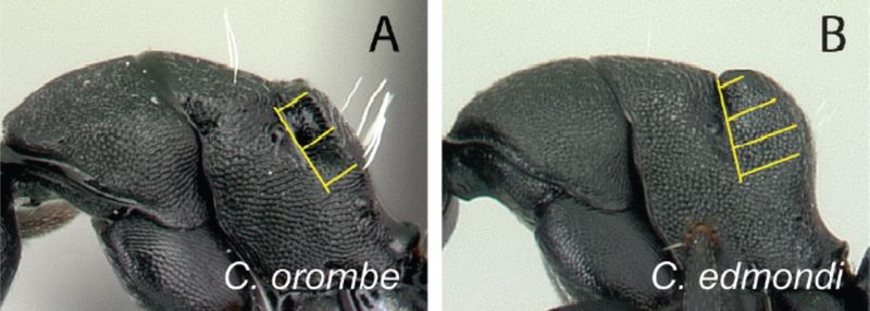 File:Rakotonirina et al. 15.jpg