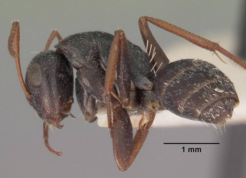 File:Camponotus auropubens aldabrensis casent0102314 profile 1.jpg