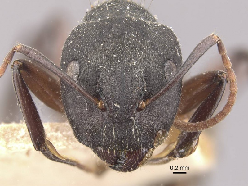 File:Camponotus capperi casent0910652 h 1 high.jpg