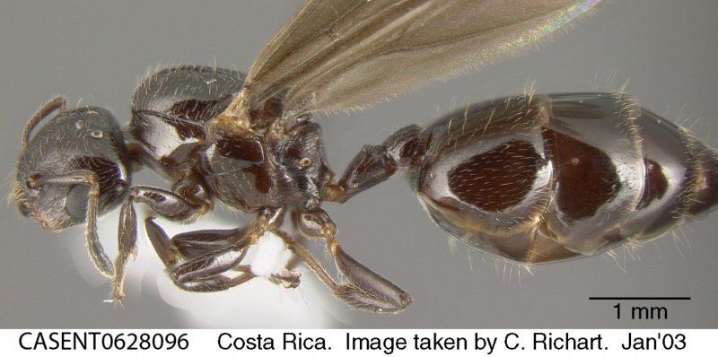 File:Crematogaster erecta casent0628096 p 2 high.jpg