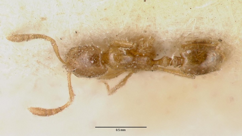 File:Monomorium sechellense casent0008631 dorsal 1.jpg