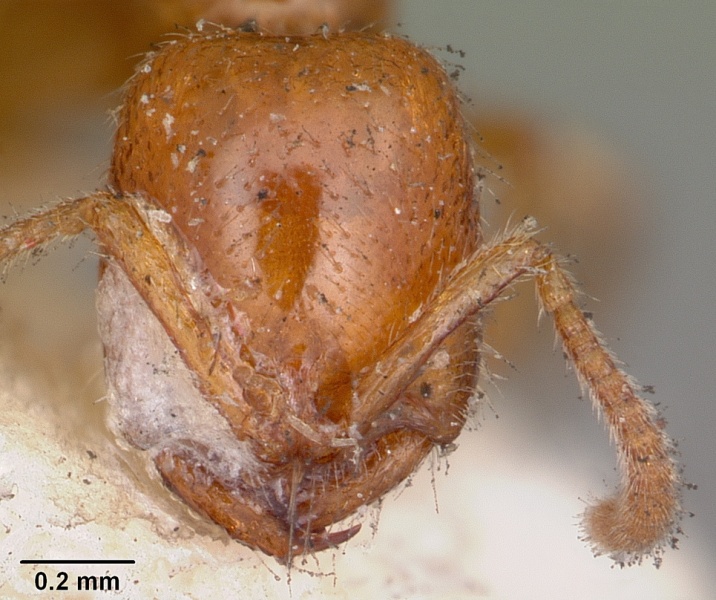 File:Onychomyrmex mjobergi casent0104585 head 1.jpg