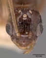 Head view