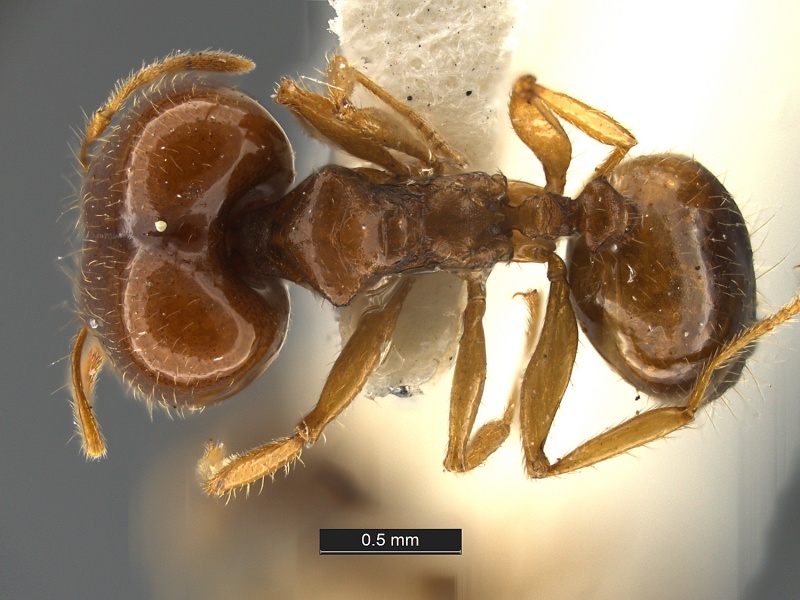 File:Pheidole-aana-MCZ001DHolotype.jpg