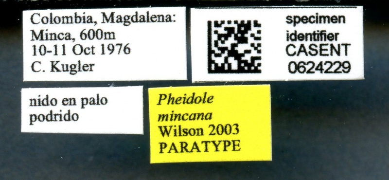 File:Pheidole boliviana casent0624229 l 1 high.jpg