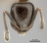Temnothorax punctithorax casent0007122 h 1 high.jpg