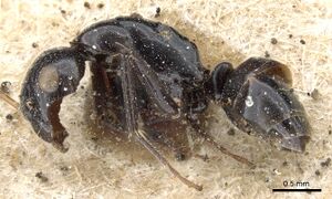 Camponotus bedoti casent0905458 p 1 high.jpg