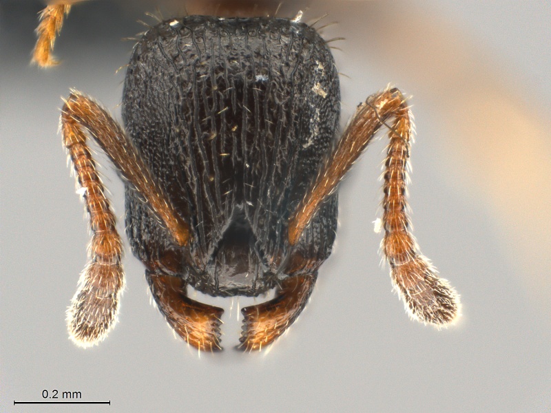 File:Leptothorax-crassipilis-MCZ001H.jpg