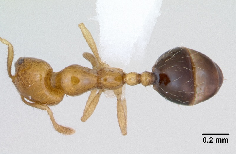 File:Monomorium lepidum casent0442208 dorsal 1.jpg