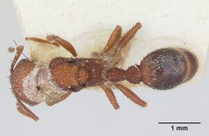 Pogonomyrmex naegelii casent0173347 dorsal 1.jpg