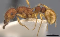 Tetramorium mexicanum casent0901050 p 1 high.jpg