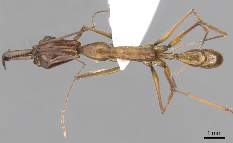 File:Anochetus elegans casent0281876 d 1 high.jpg