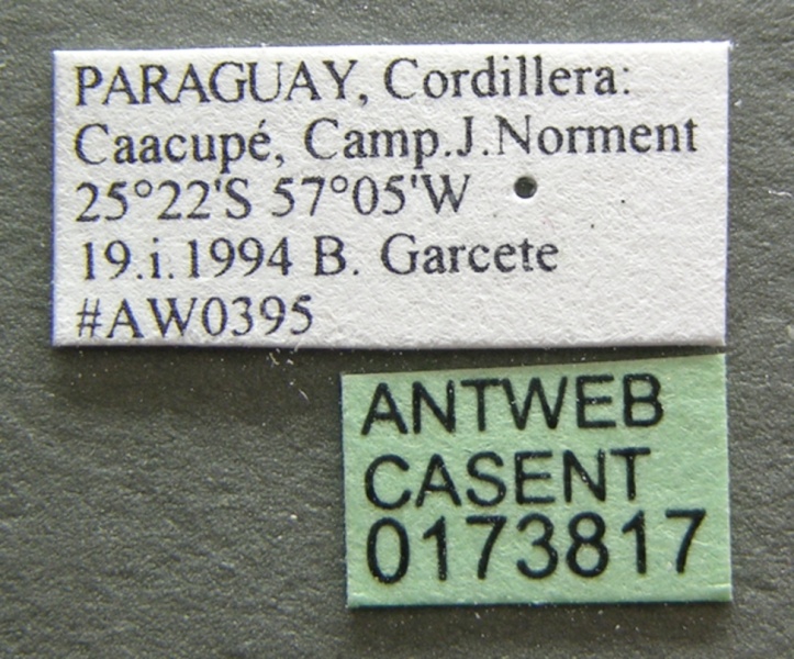 File:Atta sexdens casent0173817 label 1.jpg