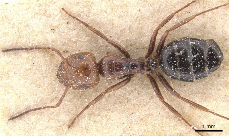 File:Camponotus guanchus casent0912189 d 1 high.jpg