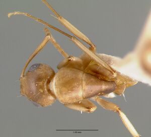 Camponotus macilentus castype00451-01 dorsal 1.jpg