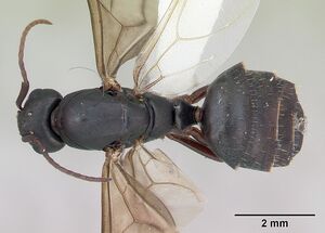 Camponotus planus casent0173219 dorsal 1.jpg