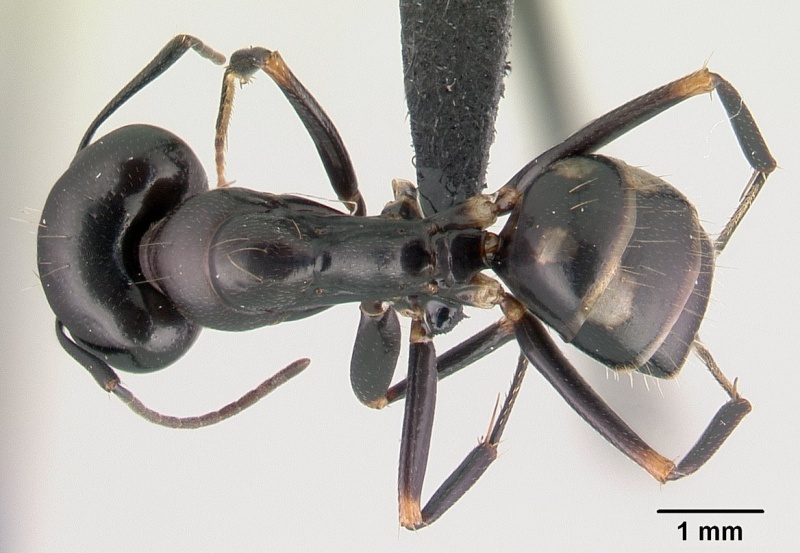 File:Camponotus quadrimaculatus casent0145975 dorsal 1.jpg