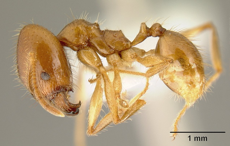 File:Pheidole alfaroi inb0003665062 profile 1.jpg