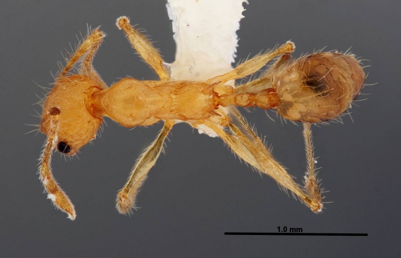 File:Pheidole epiphyta jtlc000005405 d 1 high.jpg