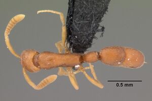 Probolomyrmex tani casent0004401 dorsal 1.jpg