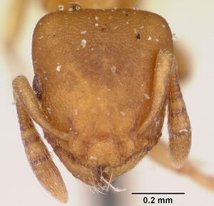 Stereomyrmex horni casent0101796 head 1.jpg