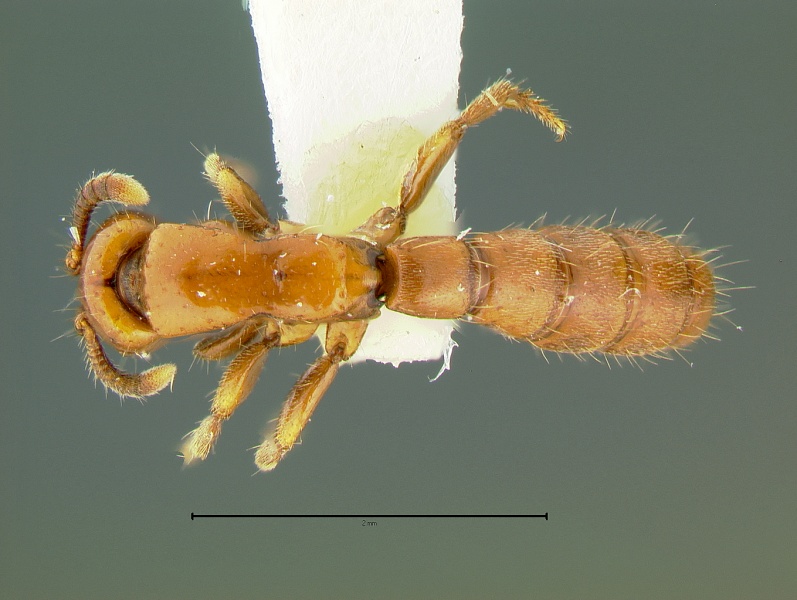 File:Acanthostichus-arizonensisD3.jpg