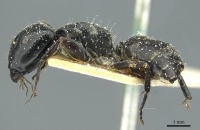 Camponotus furvus casent0911653 p 1 high.jpg