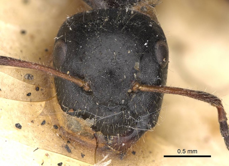 File:Camponotus janeti casent0906941 h 1 high.jpg